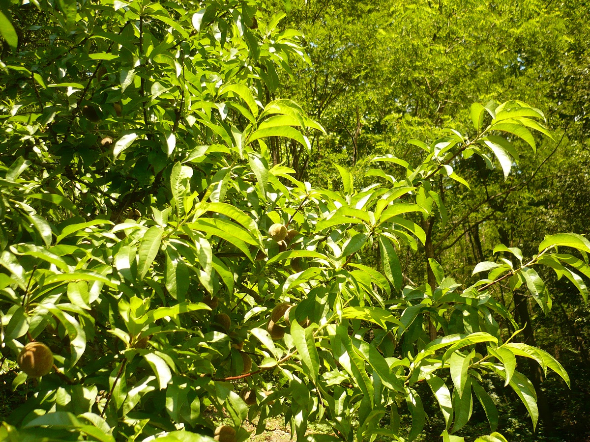 Prunus persica (Rosaceae)